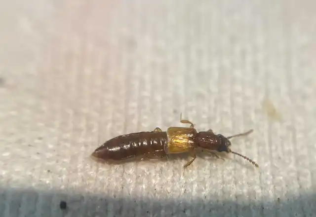 Planeustomus heydeni