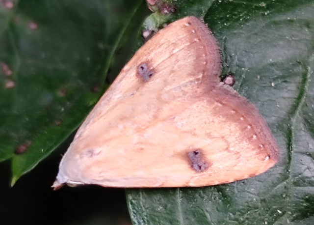 Rivula sericealis - selymes lórombagoly