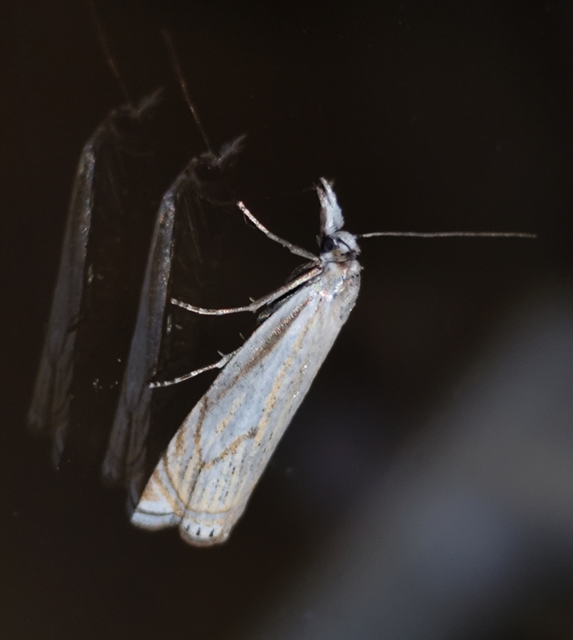 Crambus lathoniellus - mezei fűgyökérmoly
