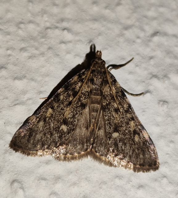 Aglossa pinguinalis - zsiradékmoly