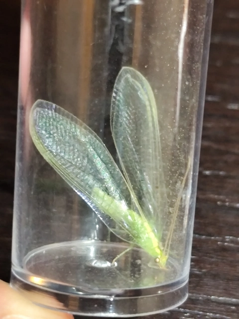Chrysoperla