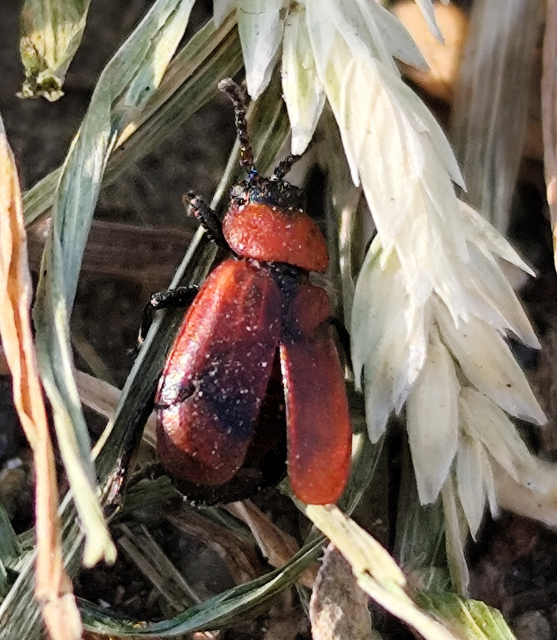 Galeruca melanocephala - lapos olajosbogár