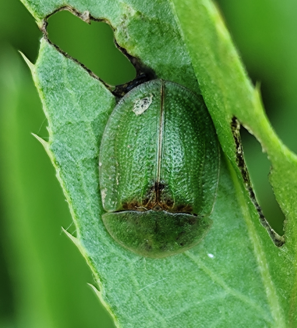 Cassida rubiginosa - lapos pajzsbogár Cassida rubiginosa - lapos pajzsbogár