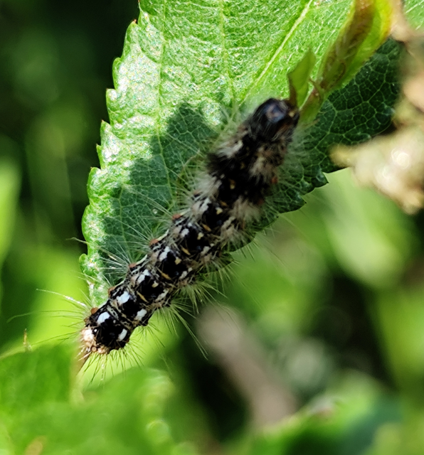 Acronicta rumicis - sóska-szigonyosbagoly