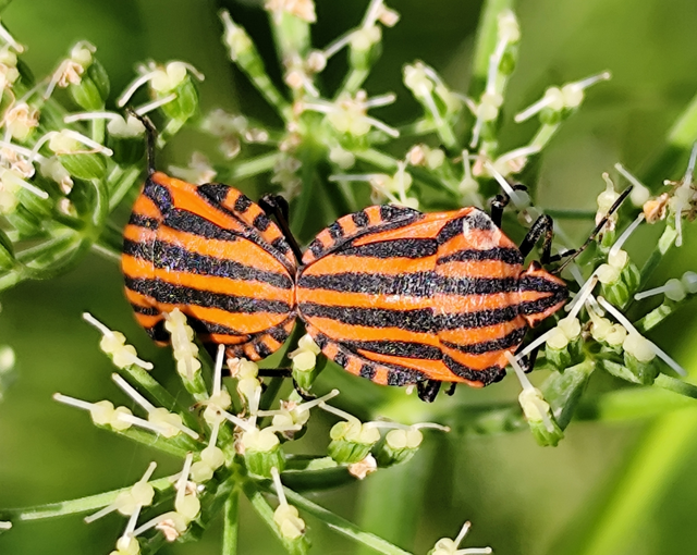 Graphosoma italicum - csíkos pajzsospoloska
