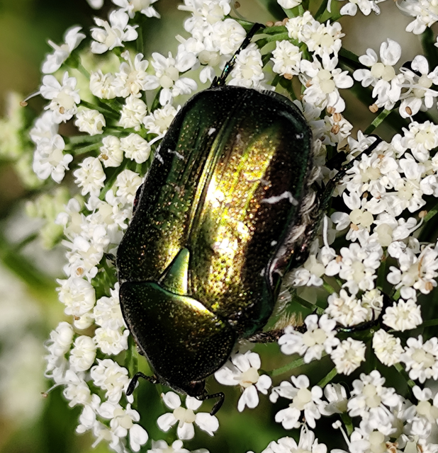 Cetonia aurata - aranyos virágbogár