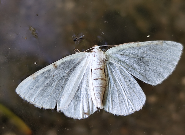Lomographa bimaculata - kétpontos fehéraraszoló