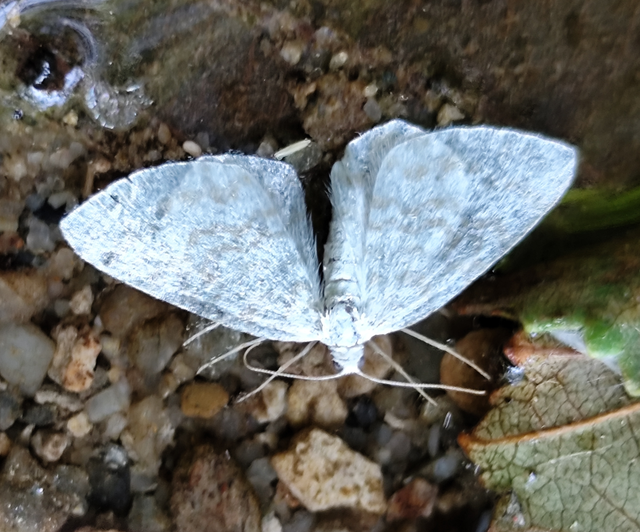 Asthena albulata - gyertyán-fehéraraszoló