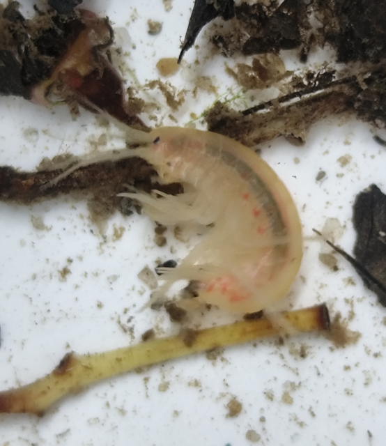 Gammarus