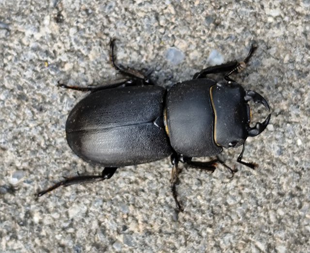Dorcus parallelipipedus - kis szarvasbogár