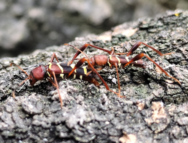 Neoclytus acuminatus - amerikai darázscincér