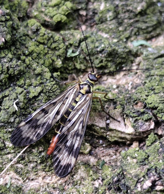 Panorpa communis/vulgaris