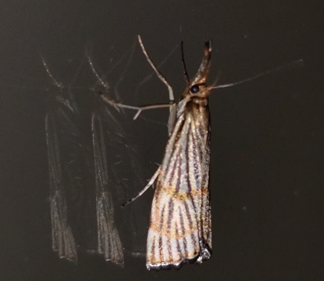 Chrysocrambus linetella - déli fűgyökérmoly