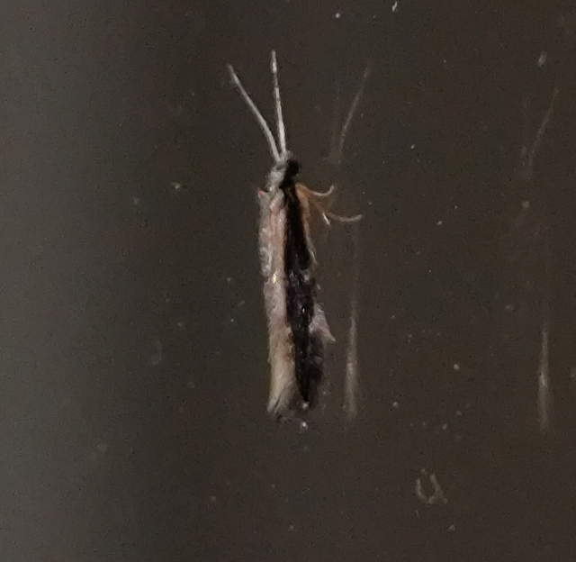 Hydroptilidae