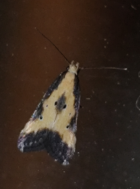 Brachmia dimidiella - citromkocsord-lápimoly