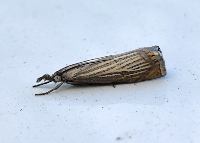 Chrysoteuchia culmella - kerti fűgyökérmoly