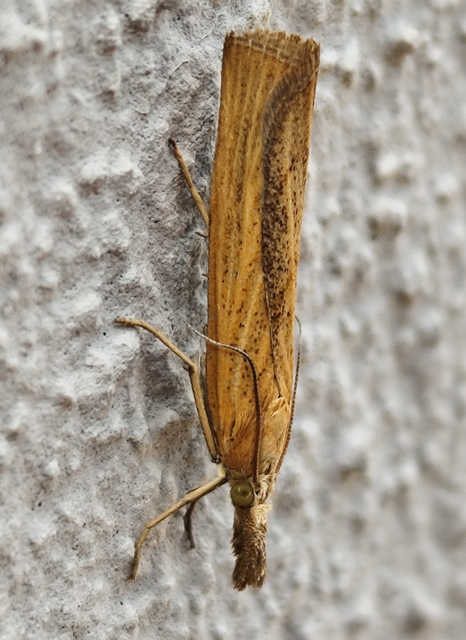 Pediasia luteella - agyagsárga fűgyökérmoly