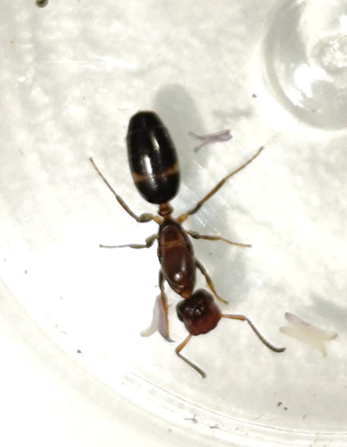 Colobopsis truncata - kapushangya