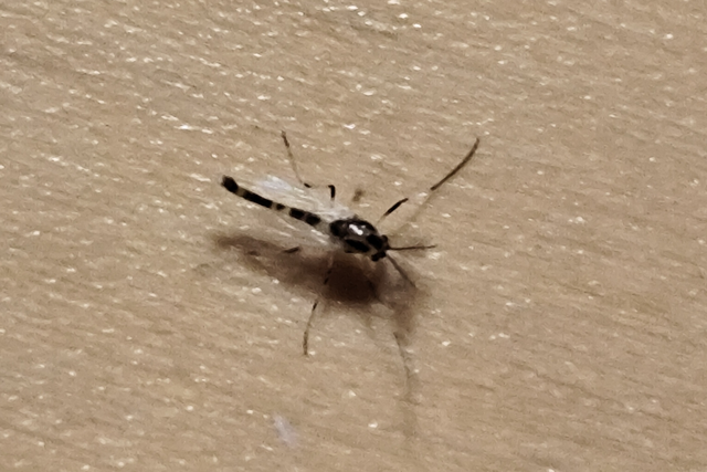 Chironomidae - árvaszúnyogok