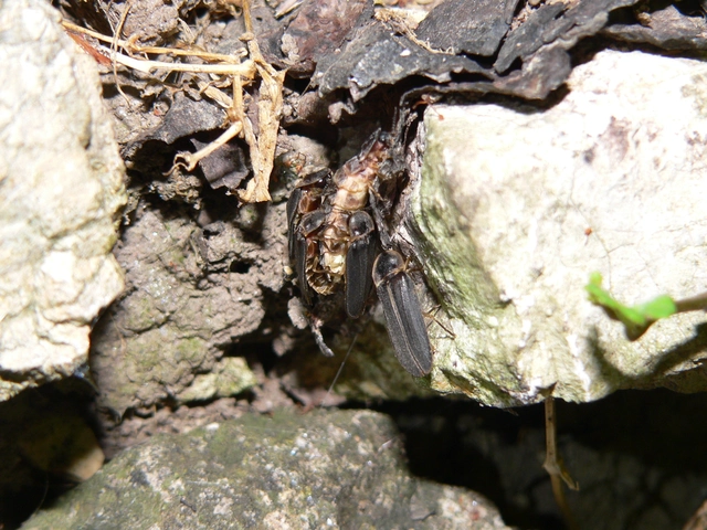 Lampyris noctiluca - nagy szentjánosbogár
