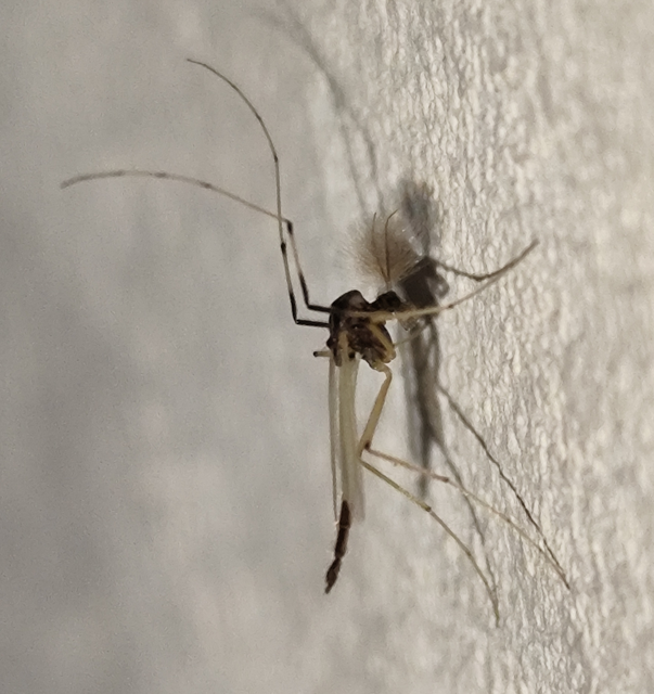 Chironomidae - árvaszúnyogok