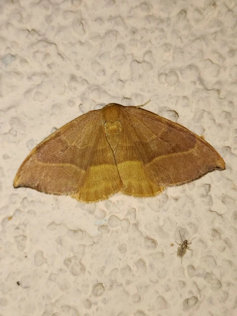 Watsonalla cultraria - bükkfa-sarlósszövő