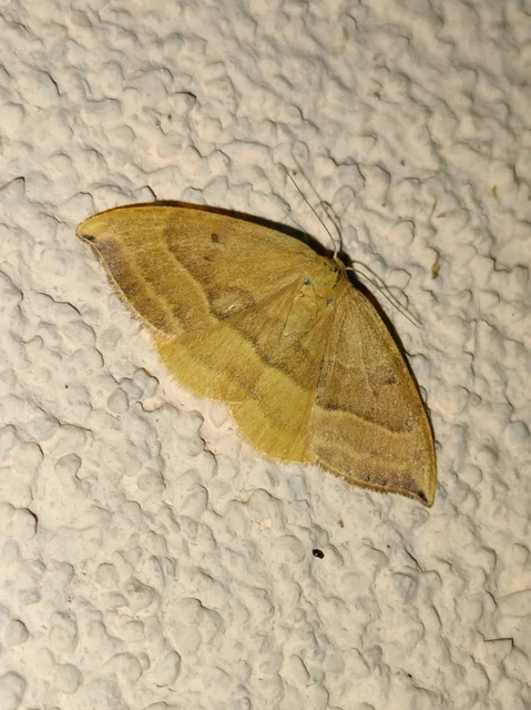 Watsonalla cultraria - bükkfa-sarlósszövő