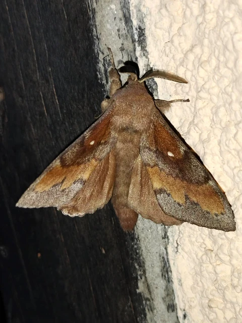 Dendrolimus pini - fenyőpohók