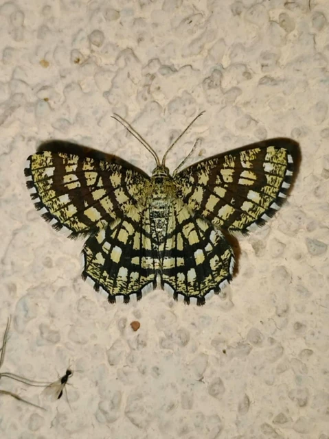 Chiasmia clathrata - rácsos rétiaraszoló