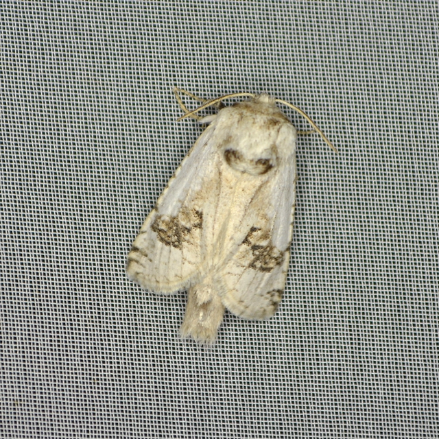 Parahypopta caestrum - spárgalepke