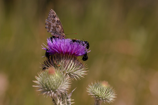 Melanargia galathea - sakktáblalepke