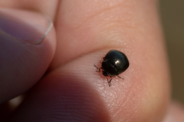Coptosoma Coptosoma