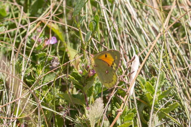 Colias chrysotheme - dolomit-kéneslepke
