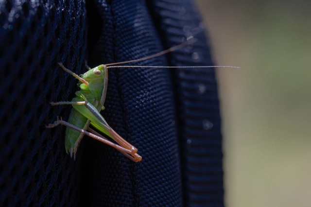 Bicolorana bicolor - halványzöld rétiszöcske