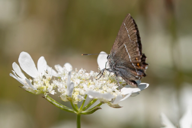 Satyrium spini - kökény-csücsköslepke