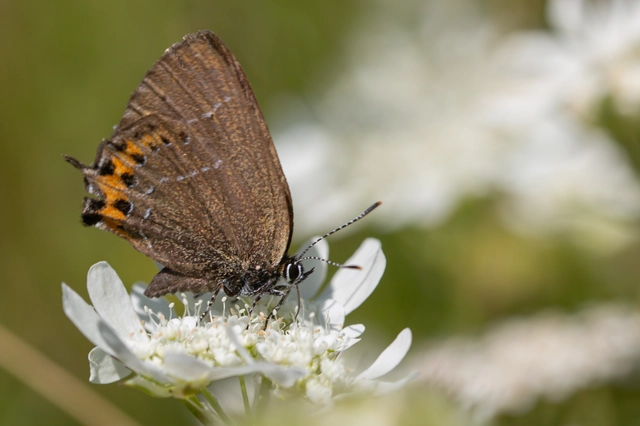 Satyrium pruni - szilvafa-csücsköslepke