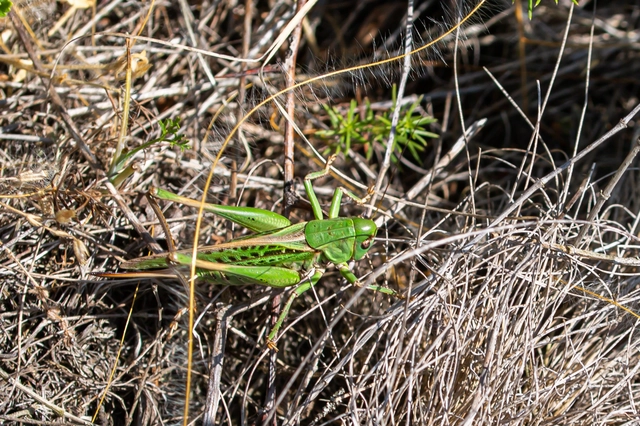 Decticus verrucivorus - szemölcsevő szöcske