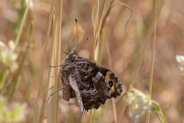 Hipparchia semele - barna szemeslepke