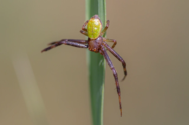 Ebrechtella tricuspidata - alakoskodó karolópók