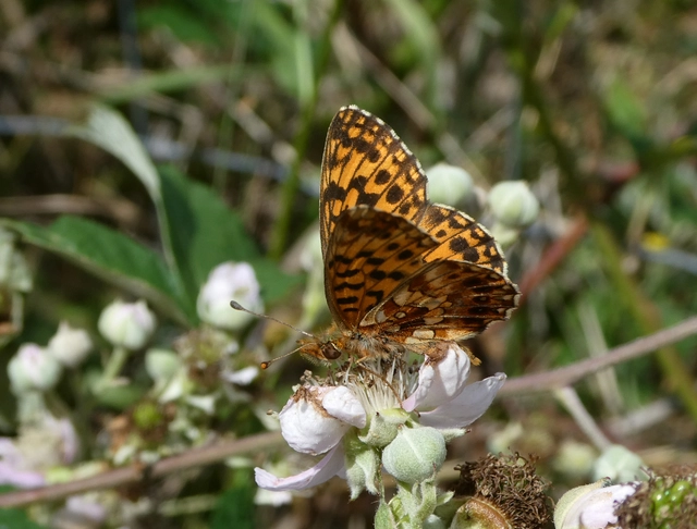 Boloria dia - kis gyöngyházlepke