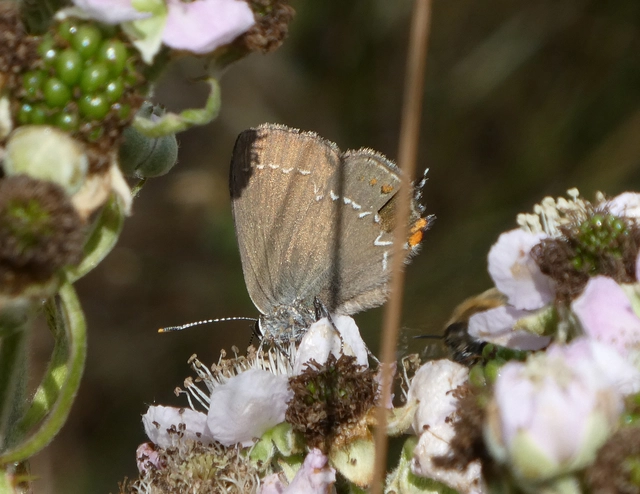 Satyrium ilicis - tölgyfa-csücsköslepke