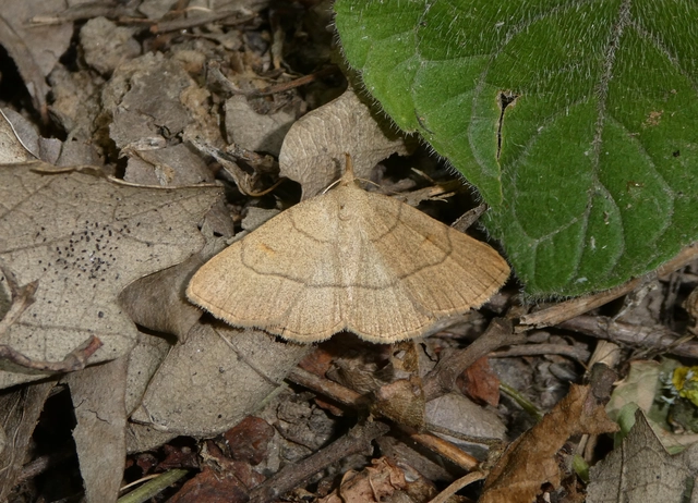 Paracolax tristalis - sárgás karcsúbagoly