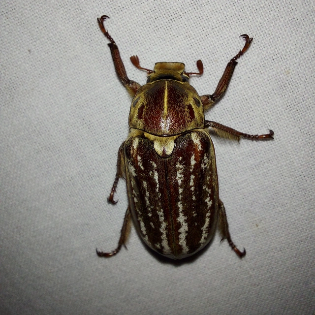 Anoxia orientalis - keleti cserebogár