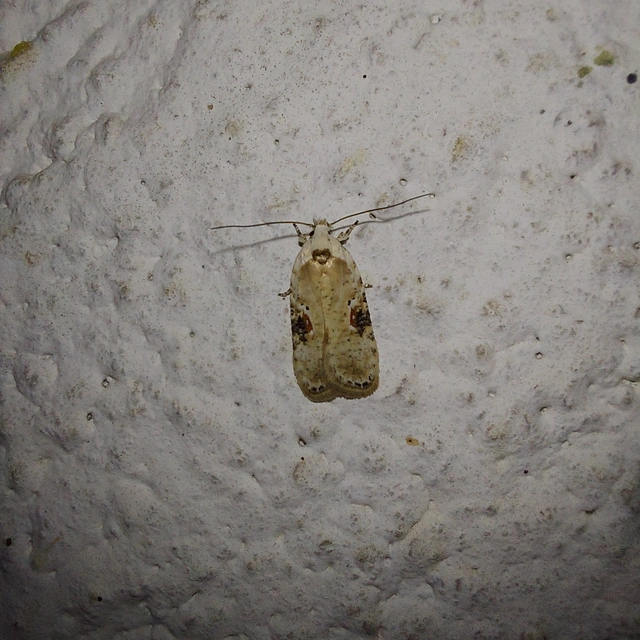 Agonopterix alstromeriana - bürök-laposmoly