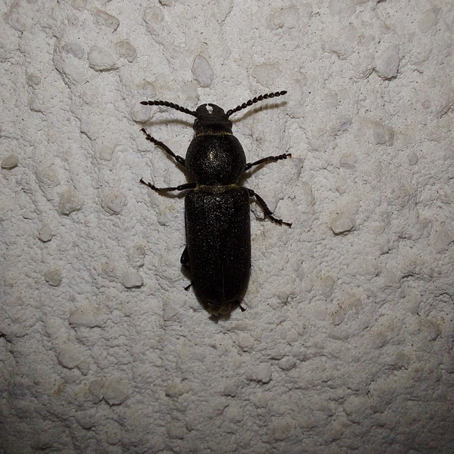Spondylis buprestoides - erdei félcincér