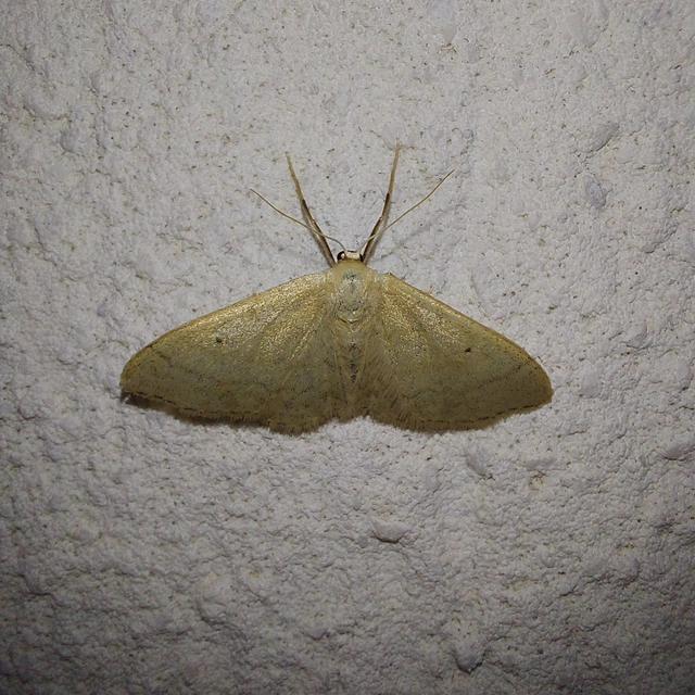 Idaea straminata - szalmasárga sávosaraszoló