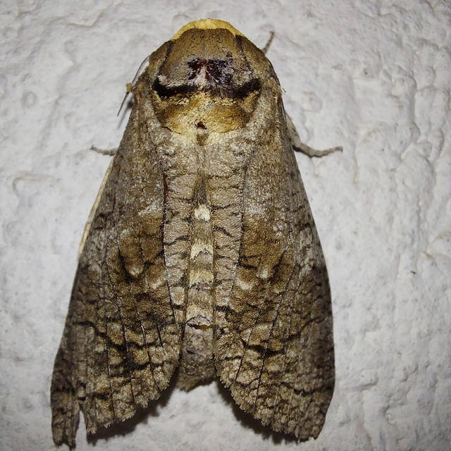 Cossus cossus - fűzfarontólepke