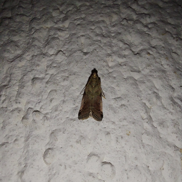 Acrobasis fallouella - hamvasfoltú karcsúmoly