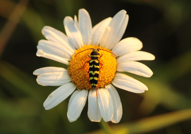 Echinocerus floralis - lucerna-darázscincér
