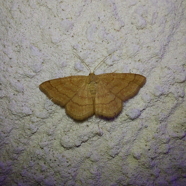 Scopula rubiginata - réti pirosaraszoló